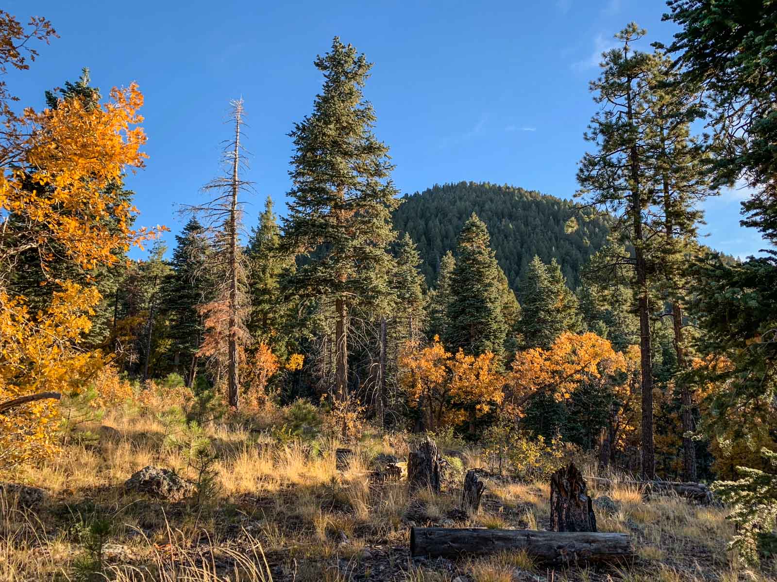 Bill Williams Mountain