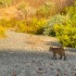 Bobcat Bobcat