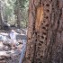 Wood-pecked Wood-pecked