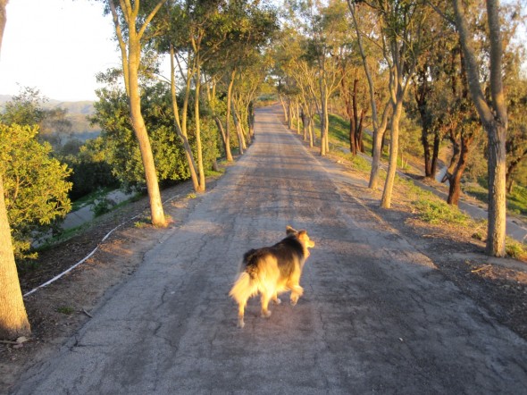 San Clemente's Ridgeline Trail