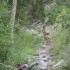 Deer on the trail Deer on the trail