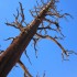 Tree Tree