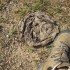Bison "chips" are found all over the island