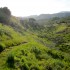 Everything was a lush green
