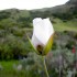 Not sure what this is, but it looks like a rose
