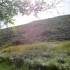 Wildflowers