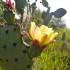 Pear Blossom cactus in bloom
