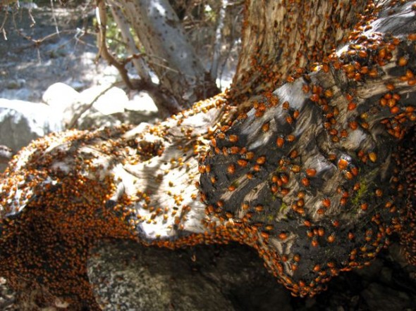 Thousands of ladybugs