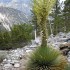Blooming Yucca Blooming Yucca