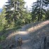 Angelus Oaks trail Angelus Oaks trail