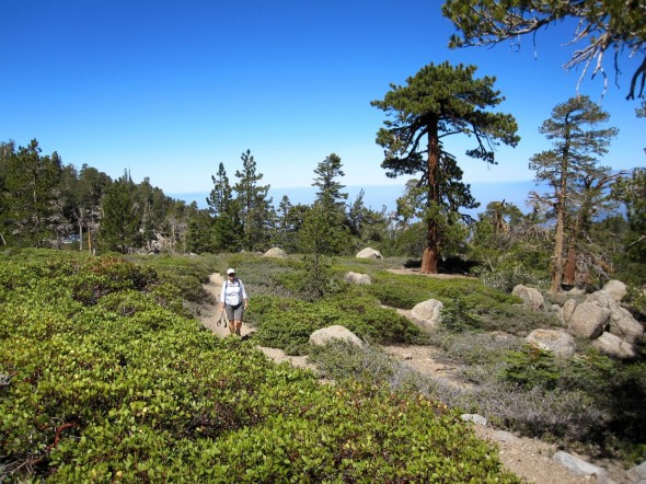 Manzanita