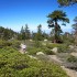 Manzanita Manzanita