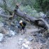 There are a lot of fallen trees along the trail There are a lot of fallen trees along the trail