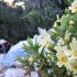Wildflowers Wildflowers