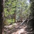 Woodland paradise Woodland paradise