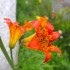Wildflowers Wildflowers