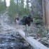 Stream crossing on a log Stream crossing on a log