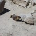 Marmot Marmot