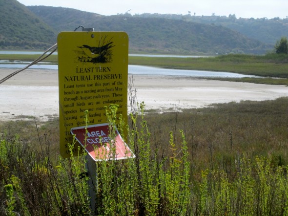 The Least Tern nests in this area at the east end of the Batiquitos Lagoon